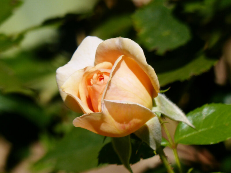 rose garden of roses (7)