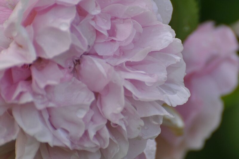 rosa fantin latour