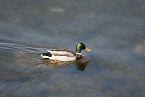 Canard_colvert