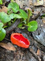 sortie nature 11 01 24 (11)