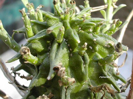 Euphorbia_fasciculata__2_