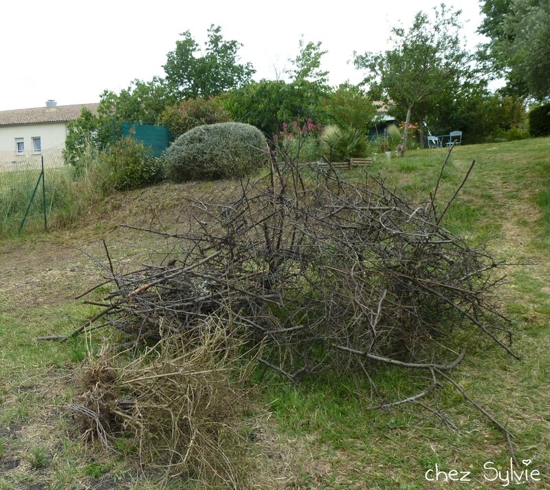 Potager permaculture 2e butte 09