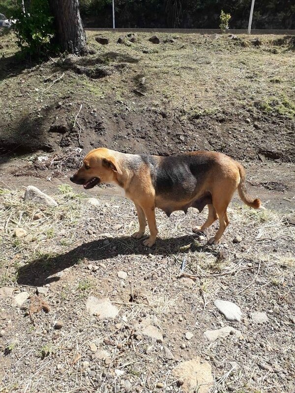 Chienne pleine, apeurée, affamée sur la plage à BT