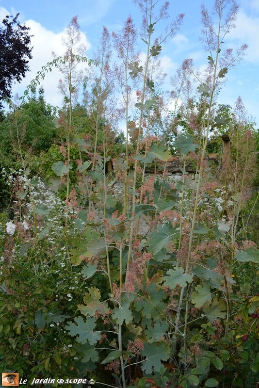 Macleaya-cordata-2