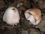 Inocybe