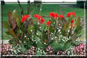 Fleurs-de-cana-rouge-a-feuillage-pourpre