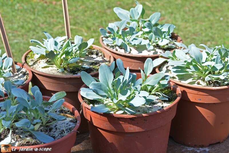 Plante huitre
