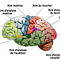 Un cerveau