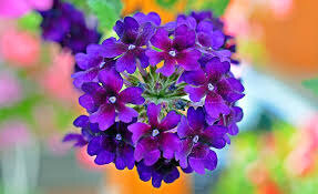 verveine