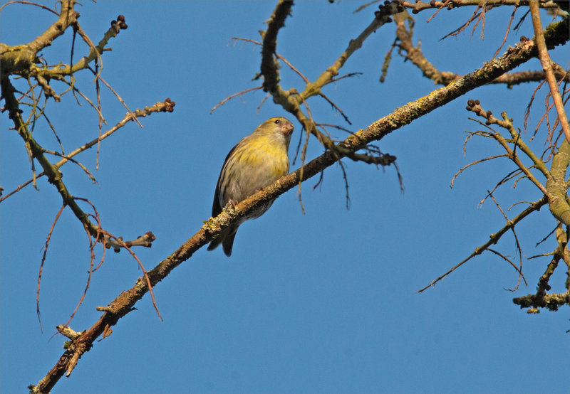 Oiseau tarin des aulnes 1 300124