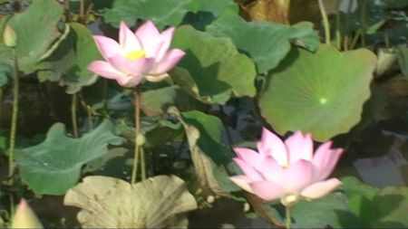 lac tonlé sap_lotus_02