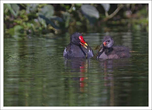 ville lulu poule eau et poussin 4 herbe 210712