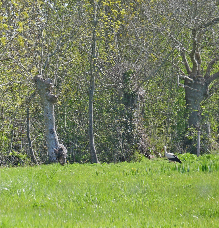 Roussille matin 090423 ym 11 oiseau cigogne
