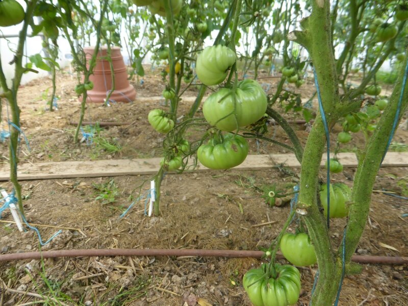 27-tomates (6)
