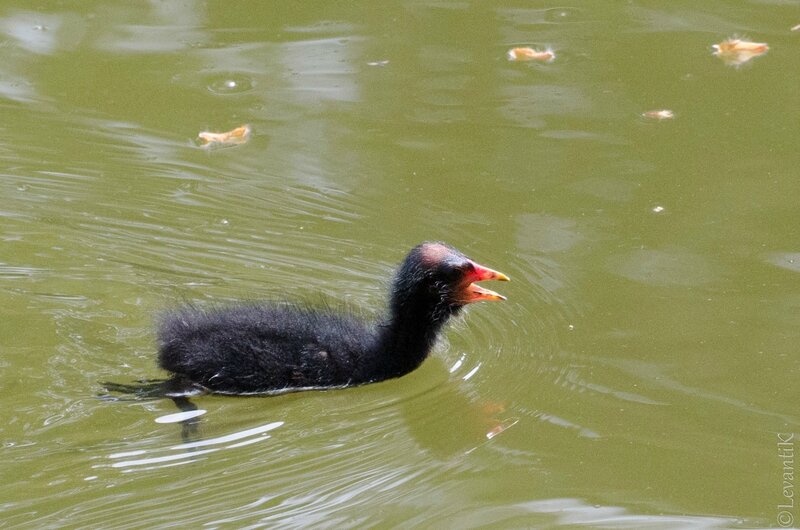 Gallinule poule d'eau - Gallinula chloropus (3)