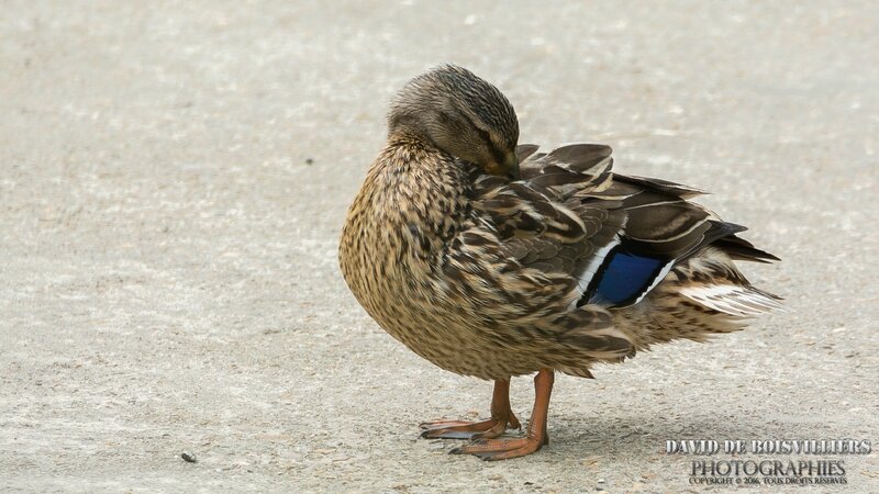 Col Vert (Anas latyrhynchos)