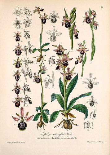 Ophrys_Barla_