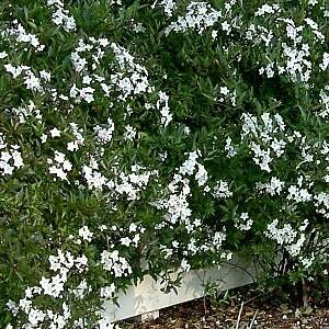 Solanum_jasminoides