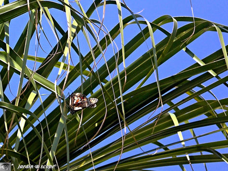 9130_Papillons_et_graphisme