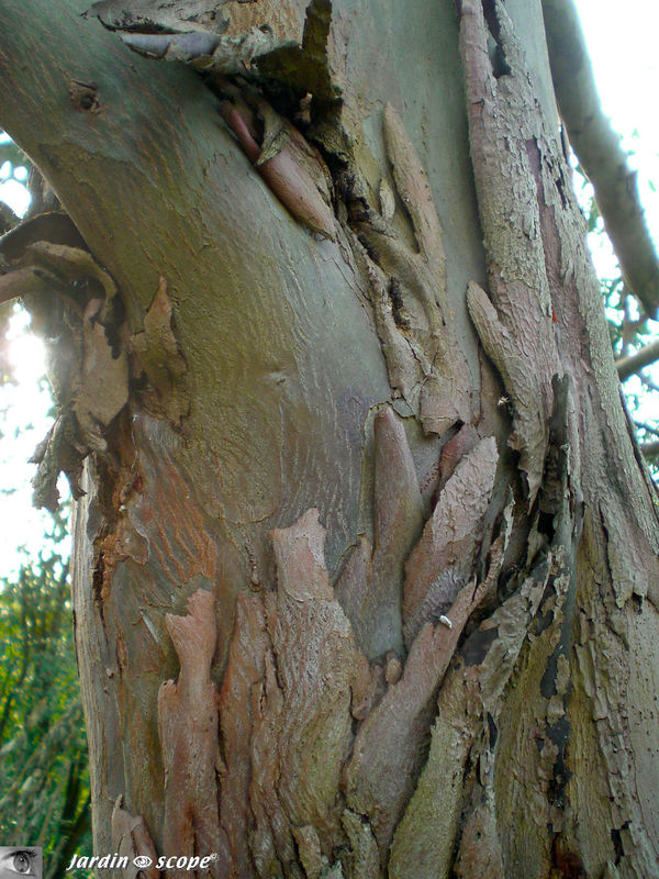 Eucalyptus commun • Eucalyptus gunnii • Famille des Myrtaceae