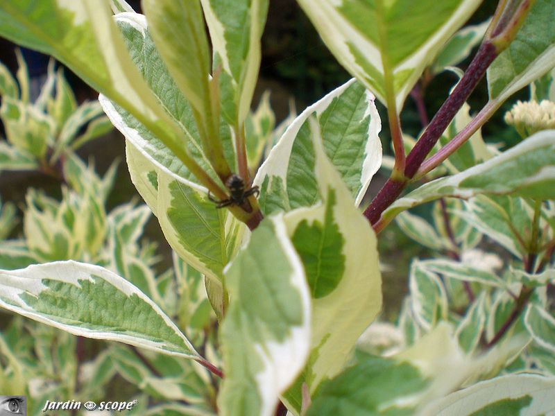 Cornus alba 'Elégantissima'
