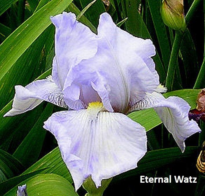 iris Eternal Waltz