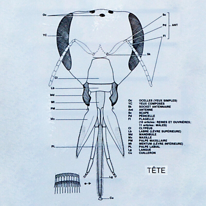 Morphologie et anatomie de l'abeille domestique