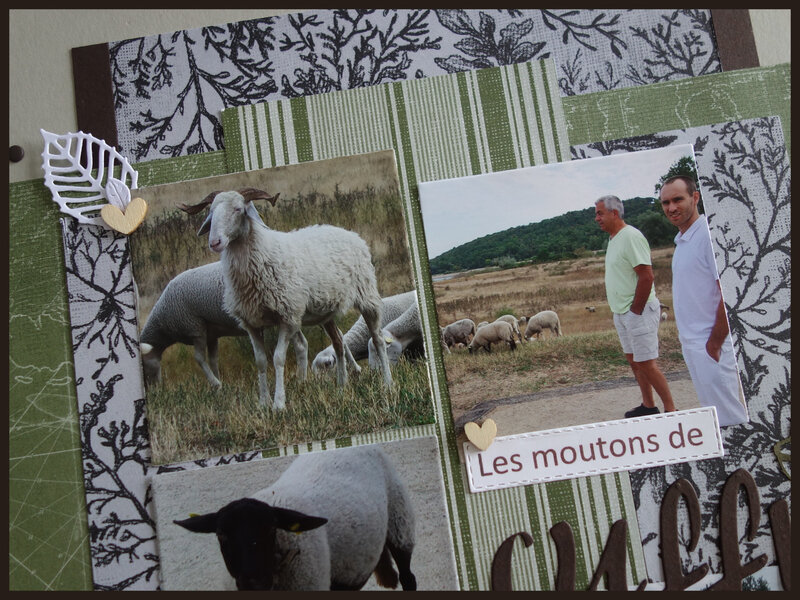 Page Moutons de Cuffy (3)