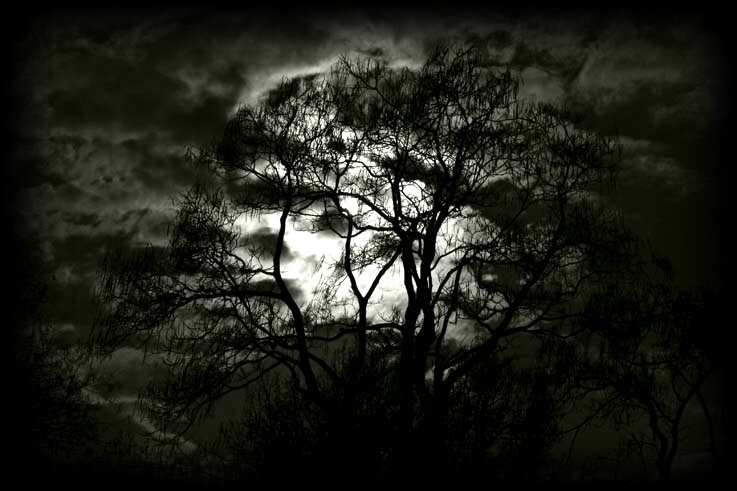 arbre2