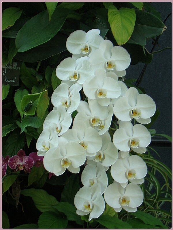 orchid6