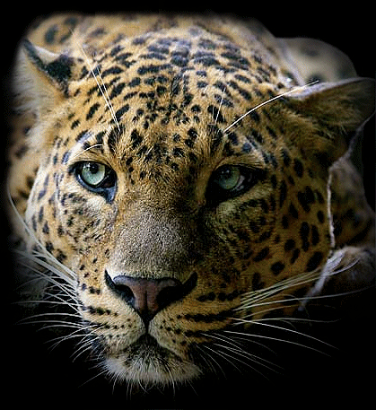 leopard_regarde
