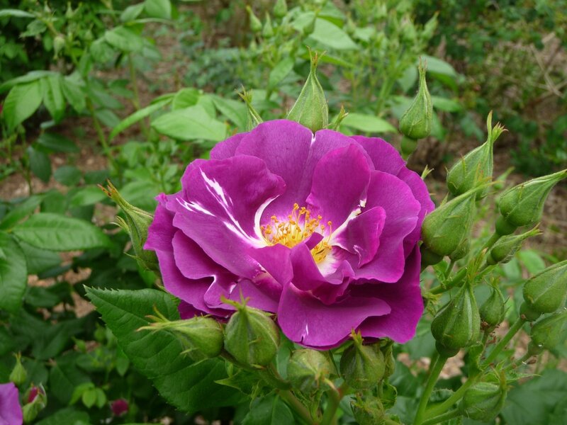 P1040226