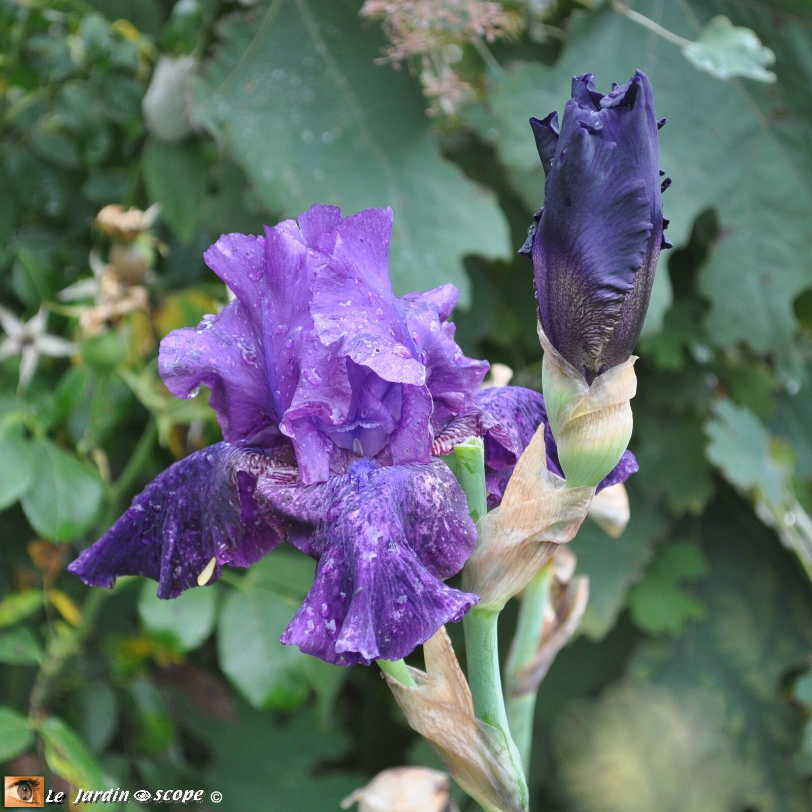 Iris-remontant-fleur-octobre