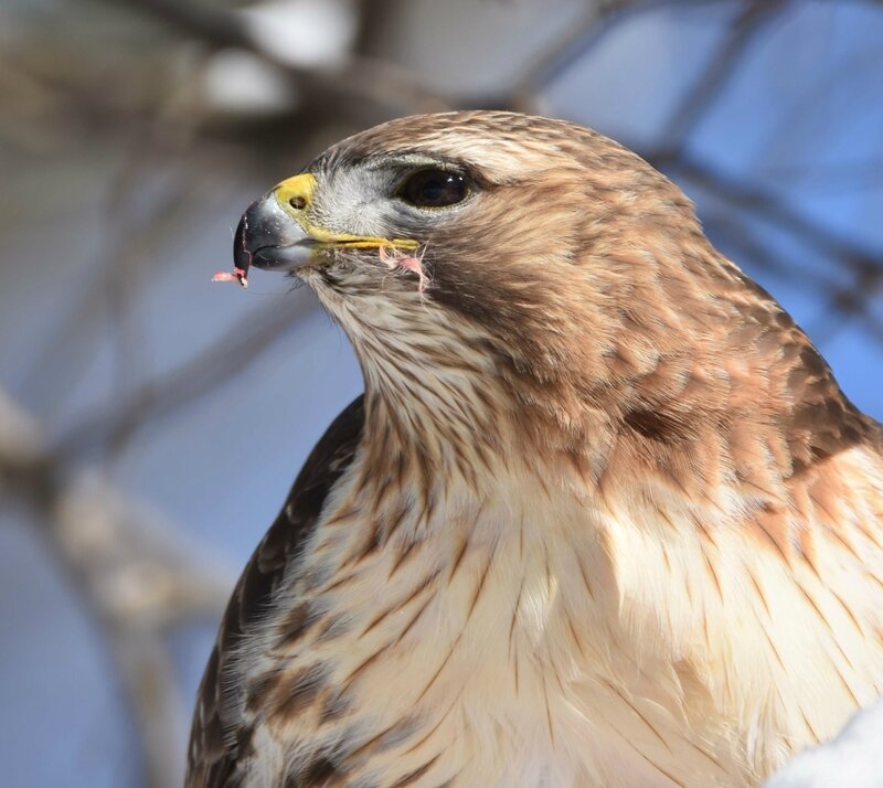 Red-tailed Hawk6