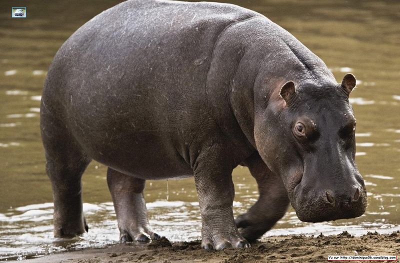 Hippopotame1