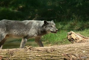 Loup Noir du Canada - Canis Lupus Occidentalis (4)