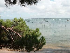 cap ferret 3