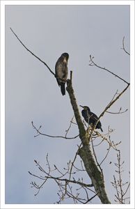 QM_cormorans_noel_251209