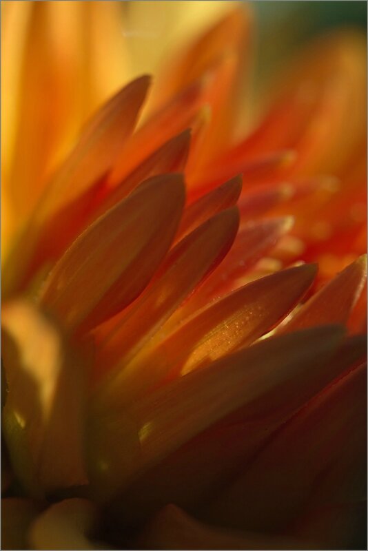 dahlia orange gouttes 201013 2