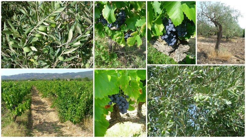 Vignes et Oliviers de Provence