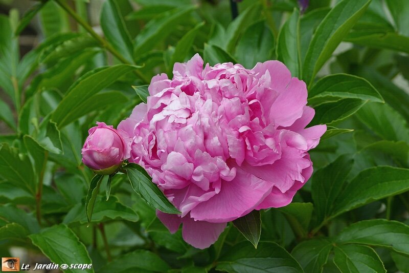 Pivoine-rose