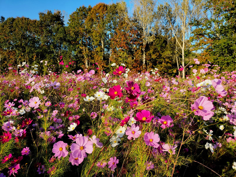 Viellenave-de-Navarrenx, fleurs (64)