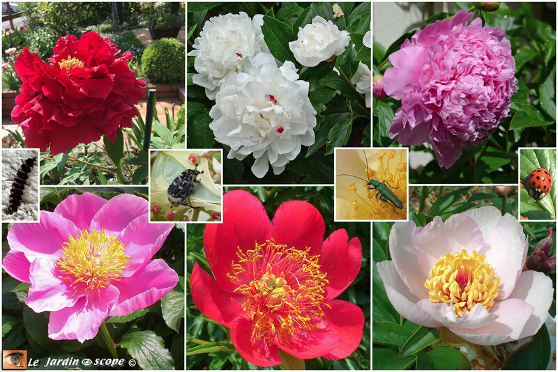 Pivoines-de-mai-2021