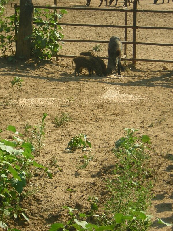 parc sanglier 08 2013 (1)