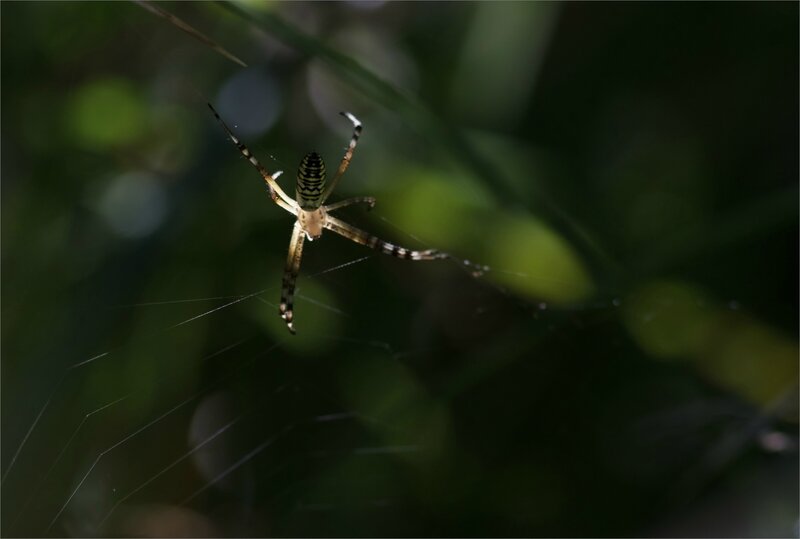 Galuchet araign argiope fond sombre 150717