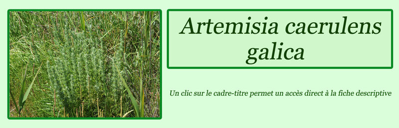 Artemisia caerulens galica