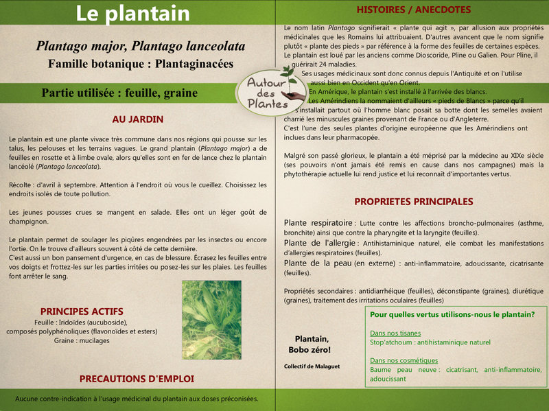 12_40-plantain-0-pdf_1