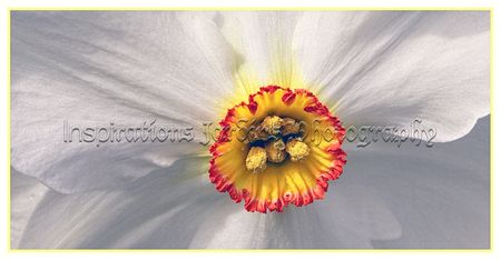 Narcisse_Acteawtmk