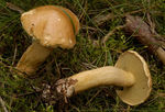 Bolet_des_bouviers2