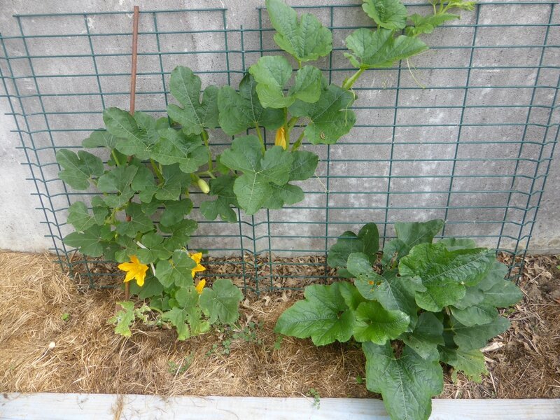 6-courgettes (2)